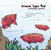Komik Arwana Super Red